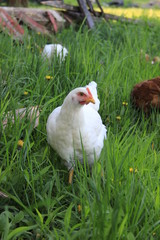 white hen