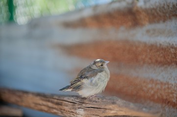 birdie