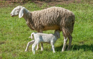 sheep