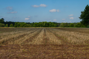 Fototapeta na wymiar Harvested Field