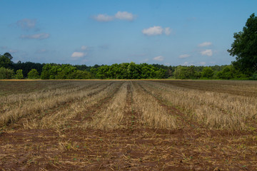 Harvested Field