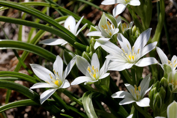 Fototapeta na wymiar fiori bianchi detti 