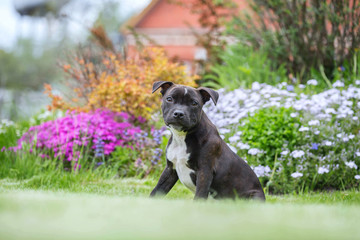 Portrait of a beautiful staffordshire bull terrier puppy 