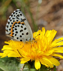 farfallina maculata (Scolitantides orion) su un fiore di tarassaco