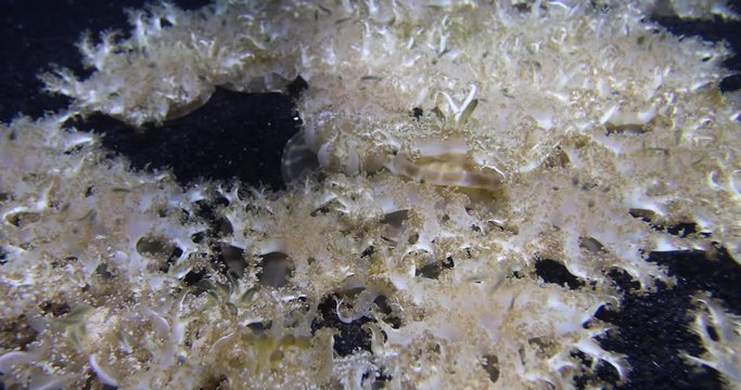 Upside down jellyfish, 4K