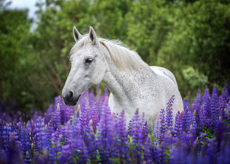 Portrait of an arabian horse among blooming lupine flowers.  - 159512405