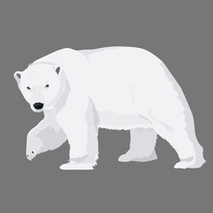Vector Illustration White Bear 