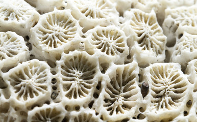 Coral structure close-up. Dead coral reef macrophoto. White coral filter combs macrophotography.