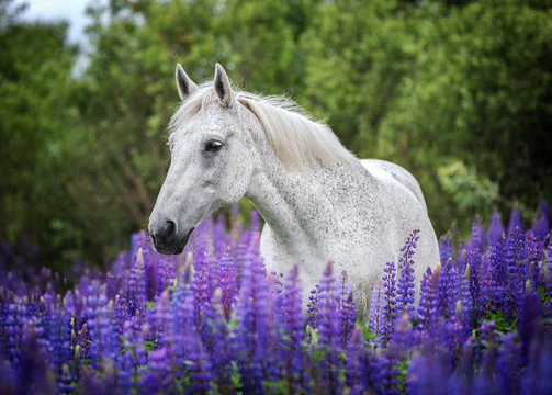Portrait of an arabian horse among blooming lupine flowers. 