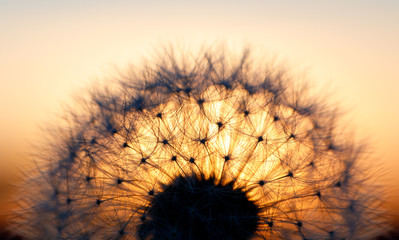close up of Dandelion abstract color in sunset