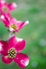 Fototapeta na wymiar Blooming Dogwood Tree Flowers