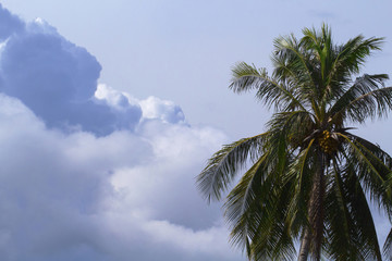 Cloud on sky and palm tree crown. Skyscape with big cloud photo.