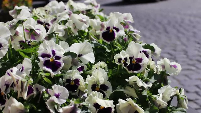 Beautiful flowers of white petunia in flower-bed on the street of the old city of Baku, Azerbaijan