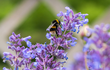 Bumble Bee on Flower