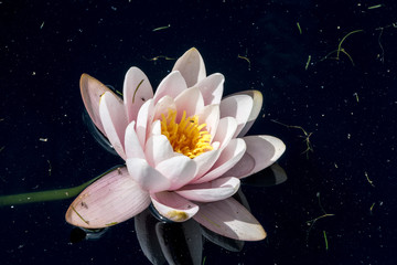 White Waterlily flowers