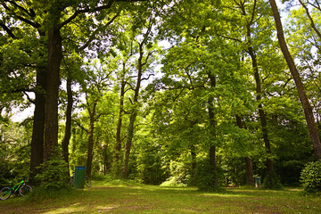 Summer lush vegetation into the Bavarian woods