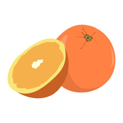 Isolated pair of oranges on a white background, Vector illustration