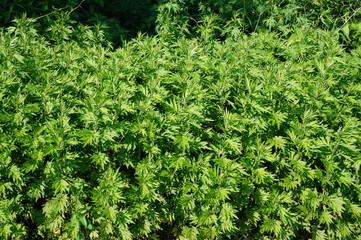 Mugwort