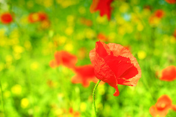 Fototapeta premium red poppy and wild flowers