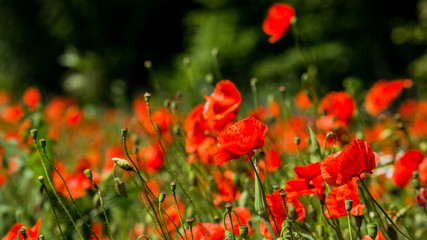 Fototapeta na wymiar Glade of red poppies. Flowers Red poppies blossom on wild field. Red poppies in soft light. Opium poppy. Natural drugs. Glade of red poppies. Lonely poppy. Soft focus blur