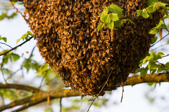 Drone of bees