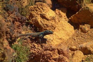 Curious lizard from Canary islands