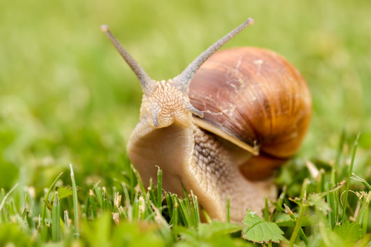 Snail Warrior Helix pomatia - Roman, Burgundy, edible snail or escargot, is a species of large, edible, air-breathing land snail, a terrestrial pulmonate gastropod mollusk family Helicidae.