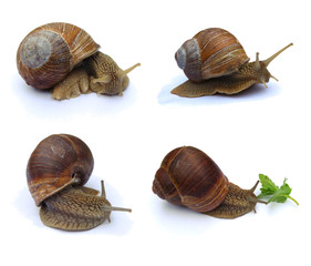 Set of four Garden snails isolated on white background. Burgundy snail (Helix, Roman snail, edible snail, escargot)