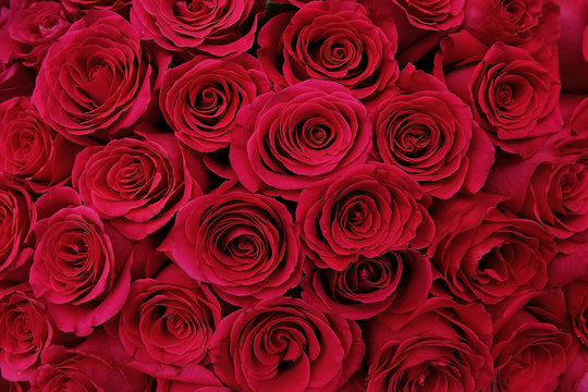 Large bouquet of red roses, close-up