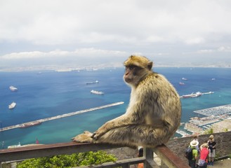 Sitting Barbary macaques in Gibraltar