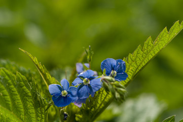 flowers of forget-me-not close-up