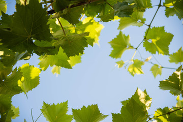 Green vine leaves and blue sky in the background, frame