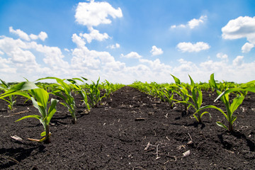 Agronomist Using a Tablet in an Agricultural Field