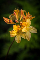 Obraz na płótnie Canvas Yellow lily flowers in the garden on a dark green background.