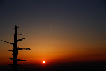 Fototapeta na wymiar sunrise .dead tree