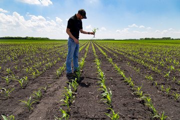 Agronomist Using a Tablet in an Agricultural Field