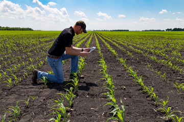 Agronomist Using a Tablet in an Agricultural Field
