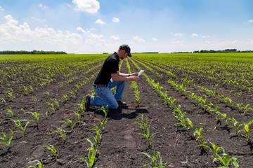 Agronomist Using a Tablet in an Agricultural Field