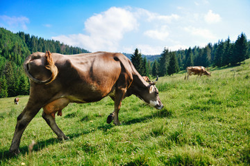 Grazing cow