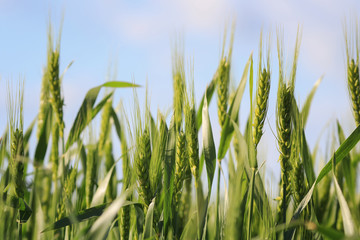 Obraz premium agricultural field with young green ripening ears of grain on a blue sky background