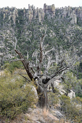 Abgestorbener Baum im Chiricahua National Monument in Arizona, USA