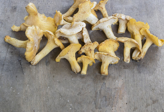 yellow chanterelle (cantharellus cibarius) on a rustic wooden background