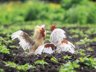 two cocky young rooster was going to put up a fight for supremacy  in the summer