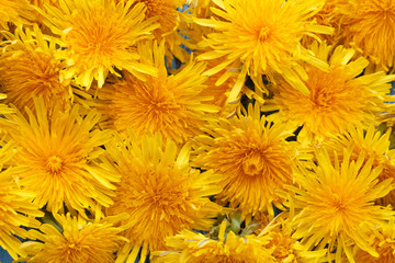 Bright beautiful background of yellow flowers