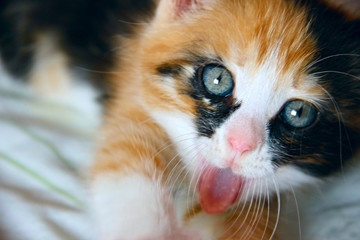 Tricolor  kitten