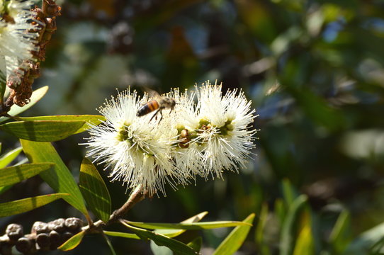 Paperbark flower and foraging bee