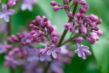 Obraz premium Lilac in Spring