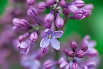 Violet liliac flower. Beauty.