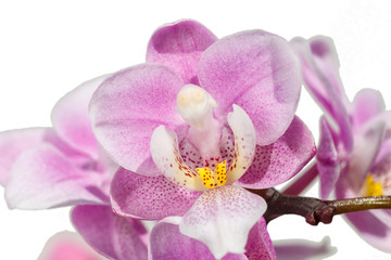 Fototapeta na wymiar Beautiful orchids of different colors. Phalaenopsis hybrids.