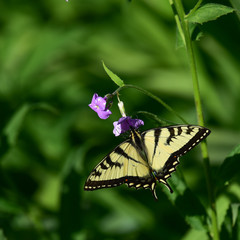 Eastern tiger swallowtail butterfly on Dame's Rocket flower